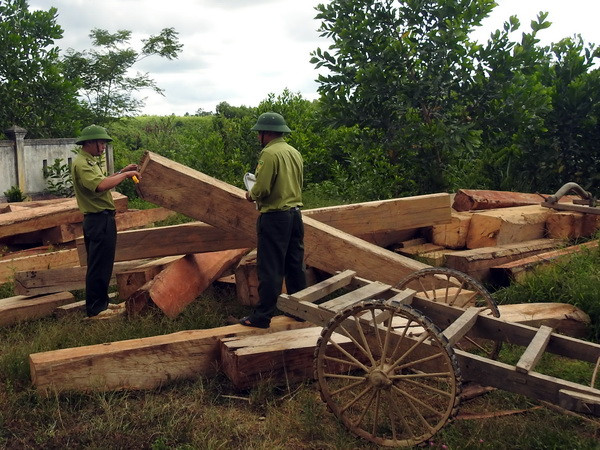 Lâm tặc đang ngang nhiên tàn phá rừng phòng hộ Vĩnh Linh ảnh 1
