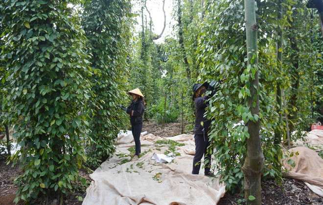 Bà Rịa-Vũng Tàu: Hồ tiêu tăng giá, nông dân có ngoảnh mặt làm ngơ? ảnh 1