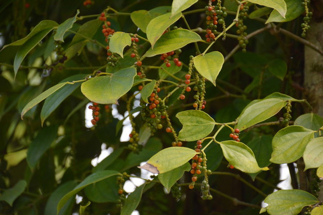 Bà Rịa-Vũng Tàu: Hồ tiêu tăng giá, nông dân có ngoảnh mặt làm ngơ? ảnh 2
