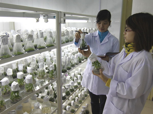 Triển khai dự án “Sưu tập và nhân giống cây dược liệu" ảnh 1