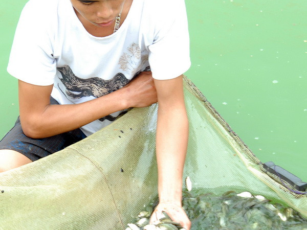 Bắc Ninh hỗ trợ 1.200 tỷ đồng phát triển nông nghiệp ảnh 1