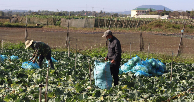 Nhiều giải pháp hỗ trợ nông dân Gia Lai tiêu thụ nông sản ảnh 1