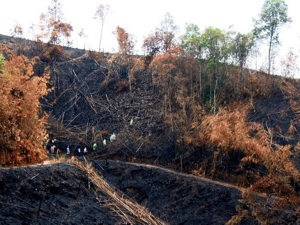 Khởi tố vụ án hủy hoại hàng chục hécta rừng tại Đắk Nông ảnh 1