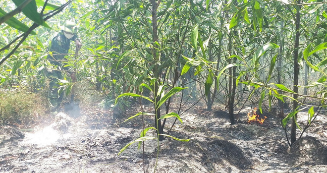 Quảng Bình: Gần 500 người tham gia dập lửa chữa cháy rừng ven biển ảnh 1