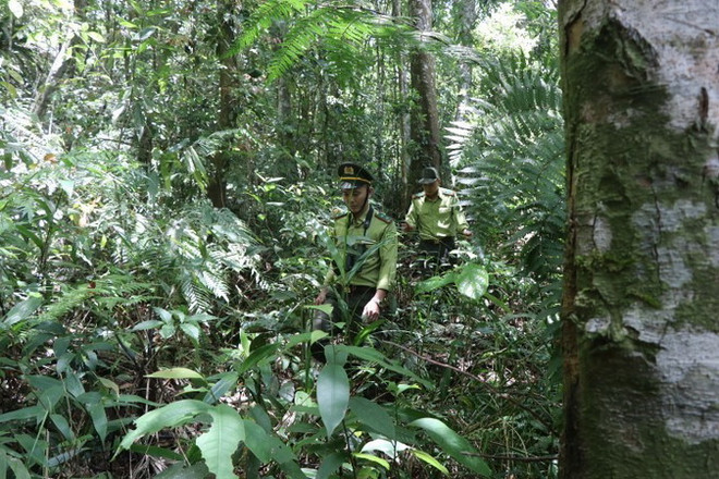 Ninh Bình tăng cường phòng, chống cháy rừng khi nắng nóng gay gắt ảnh 1