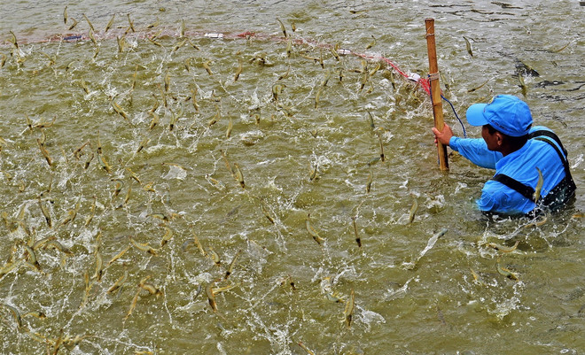 ttxvn_2404_tom ca mau.jpg