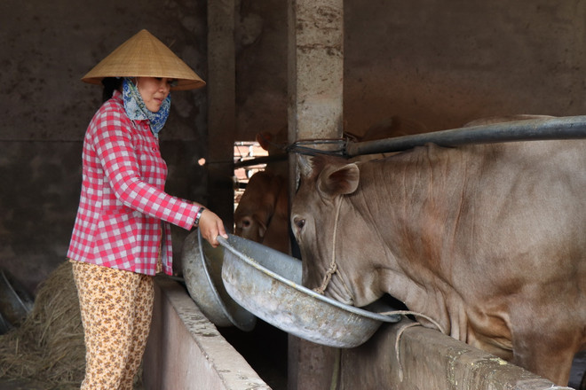 ttxvn_thit bo ben tre1.jpg