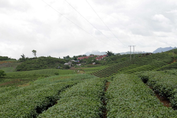 Trên 1.200ha chè tại Thái Nguyên đang bị nhiễm sâu bệnh ảnh 1