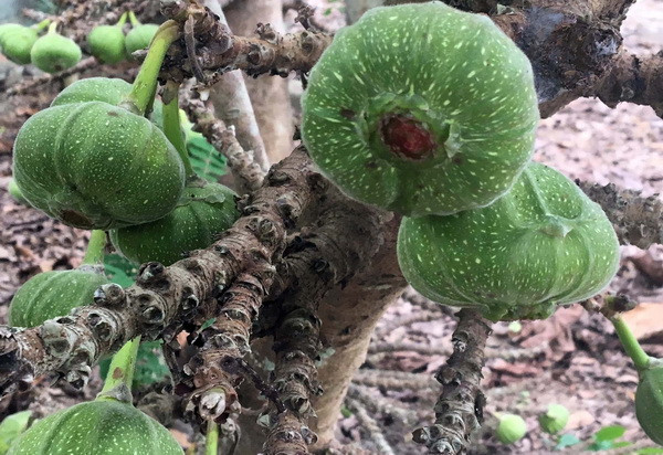 Phát triển thương hiệu đặc sản trái vả dân dã của xứ Huế ảnh 1