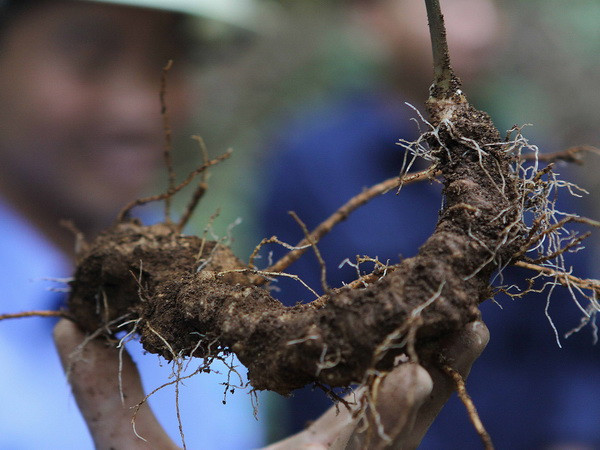 Ưu tiên phát triển nguồn dược liệu trong nước để sản xuất thuốc ảnh 2