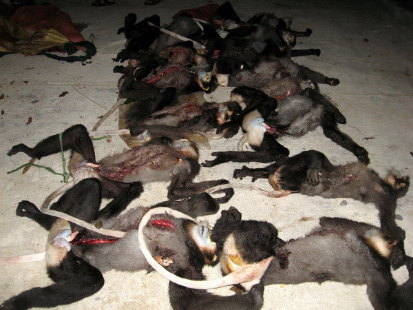 Trưng cầu giám định 9 cá thể nghi là voọc chà vá chân đen bị giết ảnh 1