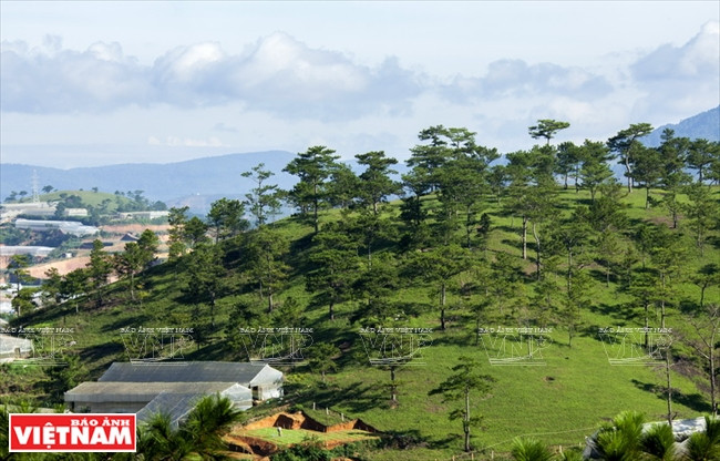 Khung cảnh nên thơ của Đà Lạt nhìn từ Đồi Mộng Mơ. Đồi Mộng Mơ được ví như Đà Lạt thu nhỏ với ngập tràn sắc hoa ảnh 1