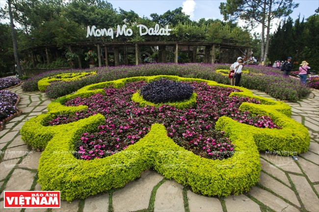 Các loài hoa được trang trí bắt mắt để thu hút du khách. Đồi Mộng Mơ được ví như Đà Lạt thu nhỏ với ngập tràn sắc hoa ảnh 8