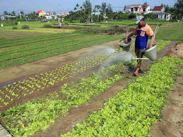 Thực phẩm, rau xanh tăng giá “chóng mặt” trong ngày Tết ảnh 1