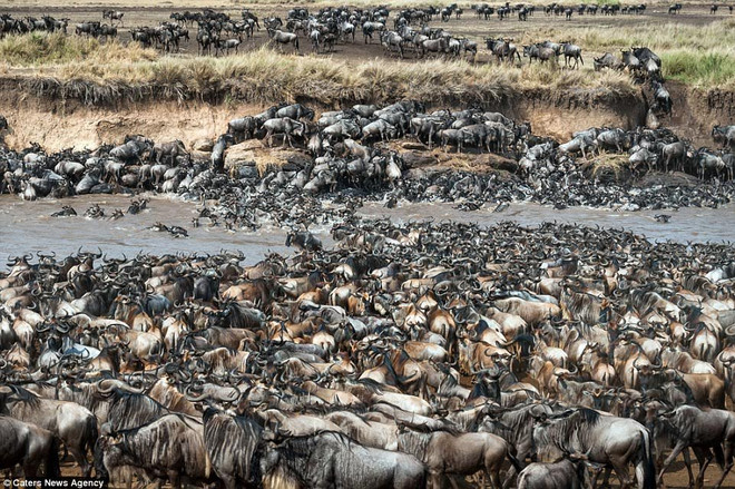 Ngựa vằn trốn kỹ giữa bầy linh dương đầu bò hàng nghìn con ảnh 1