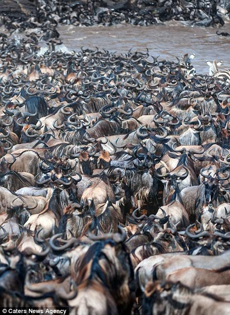 Ngựa vằn trốn kỹ giữa bầy linh dương đầu bò hàng nghìn con ảnh 4