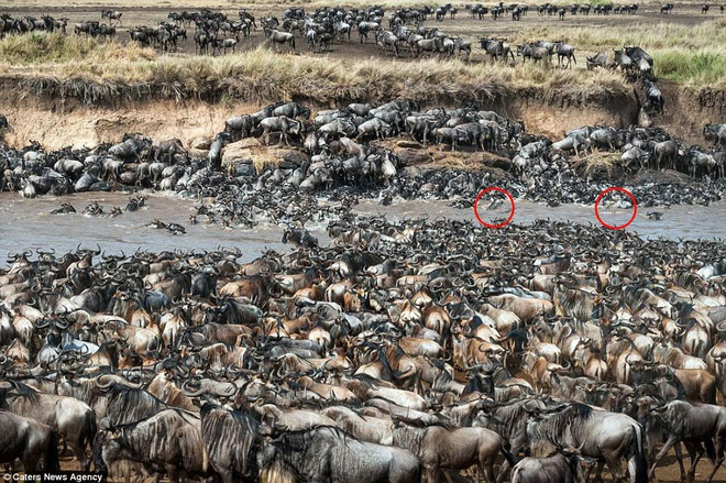 Ngựa vằn trốn kỹ giữa bầy linh dương đầu bò hàng nghìn con ảnh 2