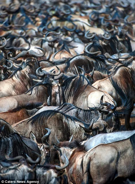 Ngựa vằn trốn kỹ giữa bầy linh dương đầu bò hàng nghìn con ảnh 3