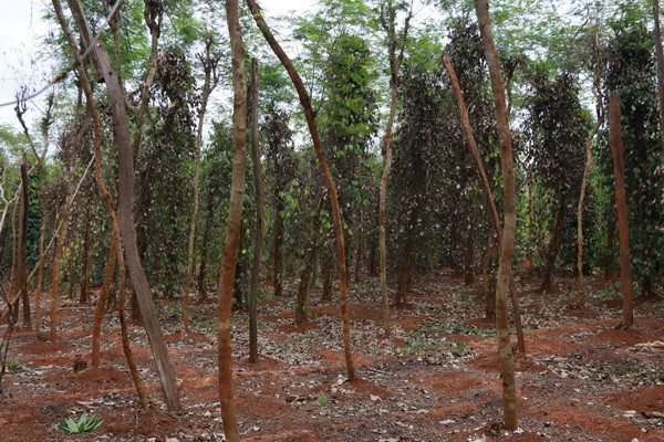 Bình Phước: Hướng dẫn cách phòng chữa bệnh cho hồ tiêu ảnh 1