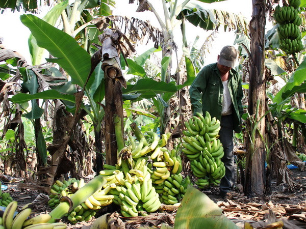 Chuối “ế” và câu chuyện giải cứu nông sản của Việt Nam ảnh 1