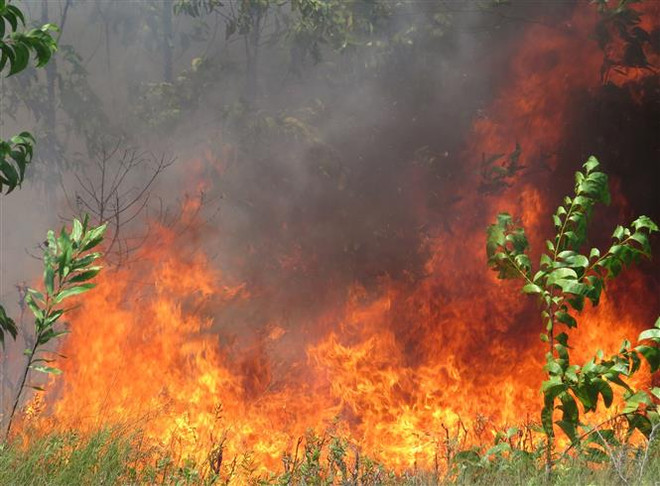 Truy tặng Huân chương Dũng cảm cho người tử vong khi chữa cháy rừng ảnh 1