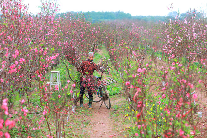Thời tiết Tết Kỷ Hợi: Bắc Bộ, Trung Bộ khả năng xuất hiện mưa rét ảnh 2