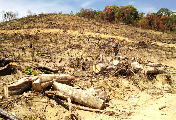 Bắt nghi phạm chủ mưu vụ phá 61ha rừng tự nhiên ở Bình Định ảnh 1