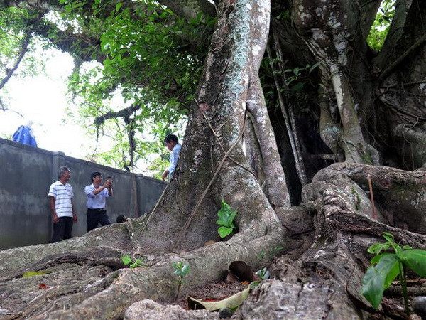 Công nhận thêm 6 cây cổ thụ vào danh sách Cây Di sản Việt Nam ảnh 1