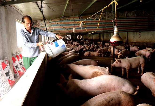 Giải pháp tái đàn lợn bền vững nhằm hạn chế dịch bệnh ảnh 1