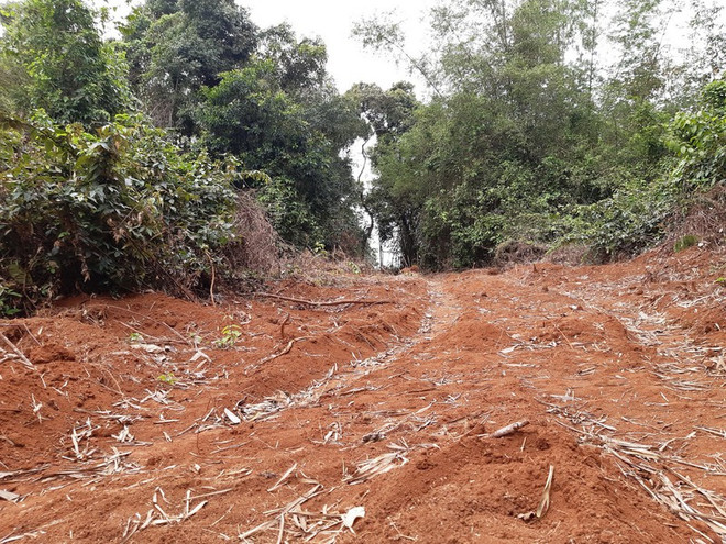 Quảng Trị: Làm rõ việc doanh nghiệp xâm hại rừng đặc dụng ảnh 3