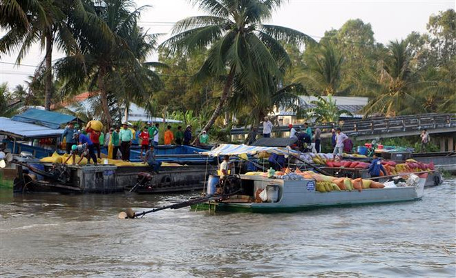 Nhu cầu mua lúa tăng cao khiến giá lúa Đông Xuân duy trì ở mức cao ảnh 2