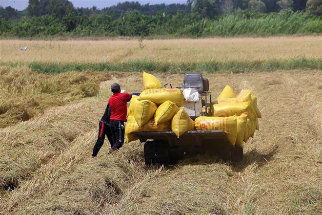 Nhu cầu mua lúa tăng cao khiến giá lúa Đông Xuân duy trì ở mức cao ảnh 1