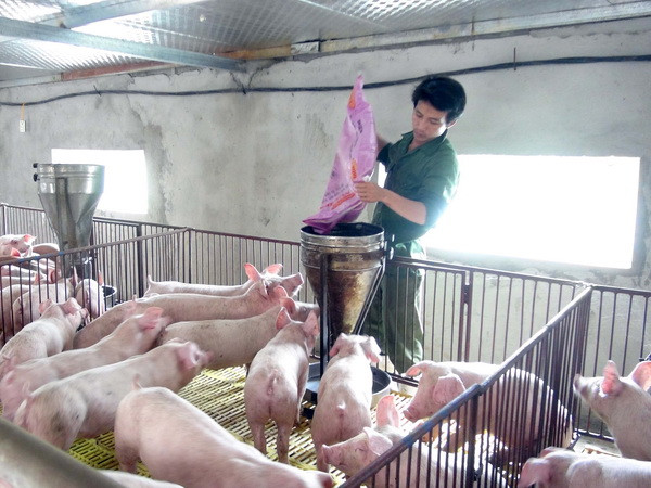 Đồng Nai vẫn còn tồn kho 280.000 con lợn đến kỳ xuất chuồng ảnh 1