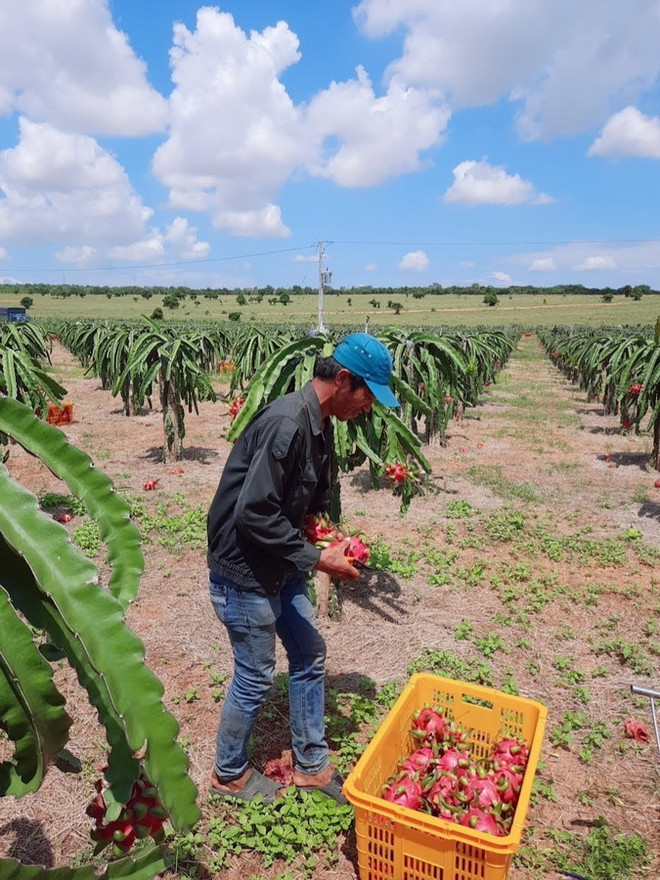 Bình Thuận: Định hướng chế biến, mở rộng thị trường cho thanh long ảnh 3