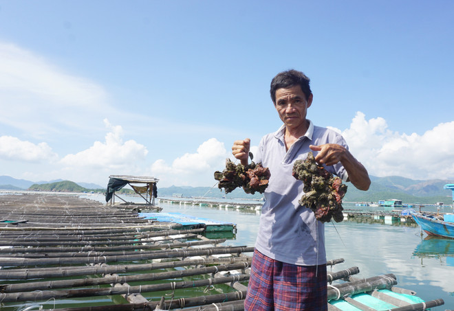 Hàu nuôi bị chết hoàn toàn. (Nguồn: Báo Khánh Hòa) Tôm hùm, hàu chết bất thường với số lượng lớn tại Khánh Hòa ảnh 1