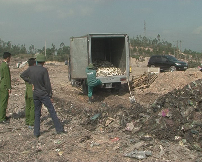 Quảng Ninh tiêu hủy 1,4 tấn cá nóc biển có độc tố tự nhiên ảnh 1