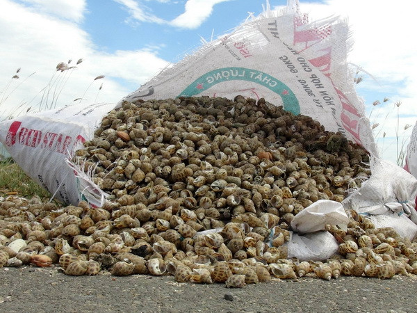 Kết luận về nguyên nhân dẫn đến ốc hương nuôi chết hàng loạt ảnh 1