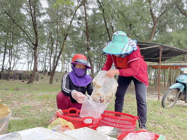 Người dân vùng biển tỉnh Quảng Trị liên tục được mùa sứa ảnh 1