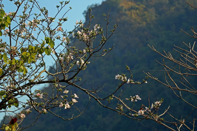 Đắm chìm trong mùa hoa ban bung nở trên khắp núi rừng Tây Bắc ảnh 1