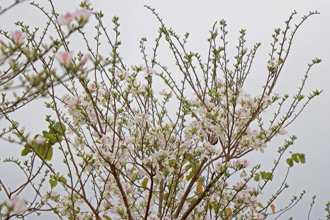 Đắm chìm trong mùa hoa ban bung nở trên khắp núi rừng Tây Bắc ảnh 2