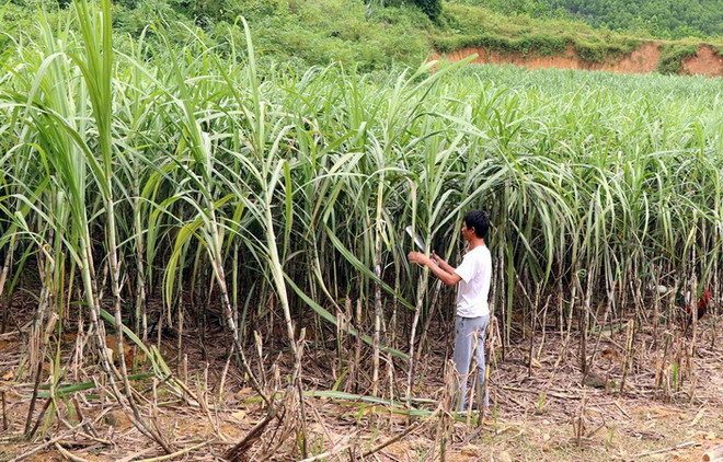 Người dân xã Kháng Nhật, huyện Sơn Dương, tỉnh Sơn La chăm sóc mía. (Ảnh: Quang Cường/TTXVN) Vực ngành mía đường: Cạnh tranh công bằng và giải pháp liên kết chuỗi ảnh 1