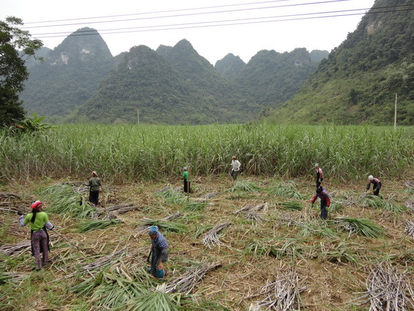 Người dân vùng trồng mía nguyên liệu thu hoạch mía. (Ảnh: Chu Hiệu/TTXVN) Vực ngành mía đường: Cạnh tranh công bằng và giải pháp liên kết chuỗi ảnh 3