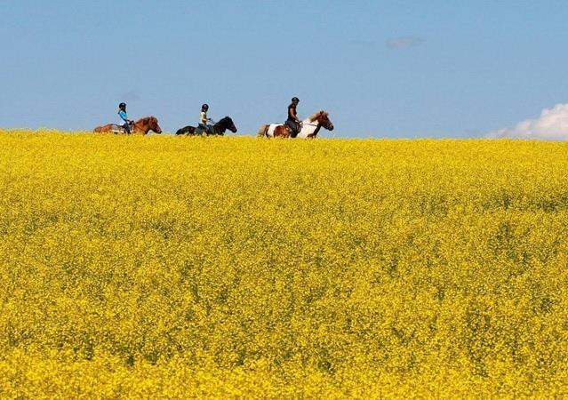 Canada mạnh tay giúp nông dân trong cuộc chiến cải dầu với Trung Quốc ảnh 1