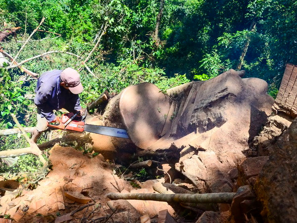 Điện Biên xử lý nghiêm khai thác rừng trái phép tại Tủa Chùa ảnh 1