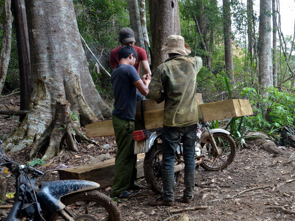 Tạm đình chỉ công tác Trạm trưởng quản lý bảo vệ rừng Đăk Glei ảnh 1