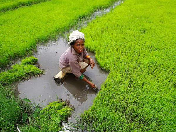 FAO phát triển công cụ ngăn ngừa và đối phó với thiên tai, dịch bệnh ảnh 1