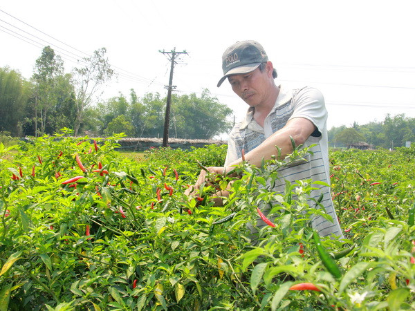 Cơ hội cho các doanh nghiệp Việt xuất khẩu ớt vào Malaysia ảnh 1