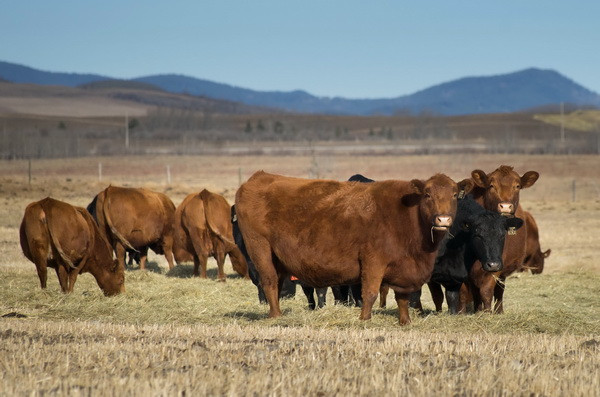 Tây Ban Nha: Phát hiện trường hợp người mắc bệnh “bò điên” ảnh 1