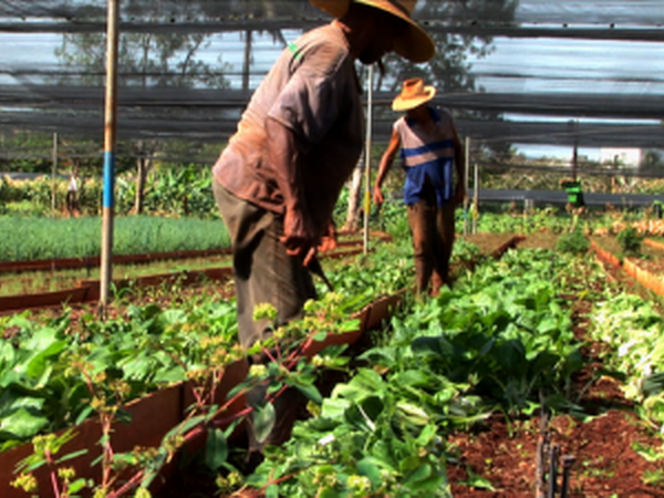 Cuba tạo điều kiện thúc đẩy hoạt động của các hợp tác xã ảnh 1
