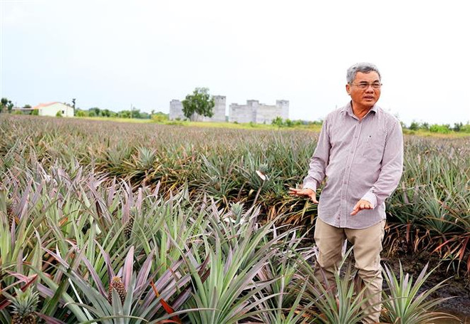 Người nông dân Tây Ninh ''bắt'' đất phèn cho trái ngọt ảnh 1